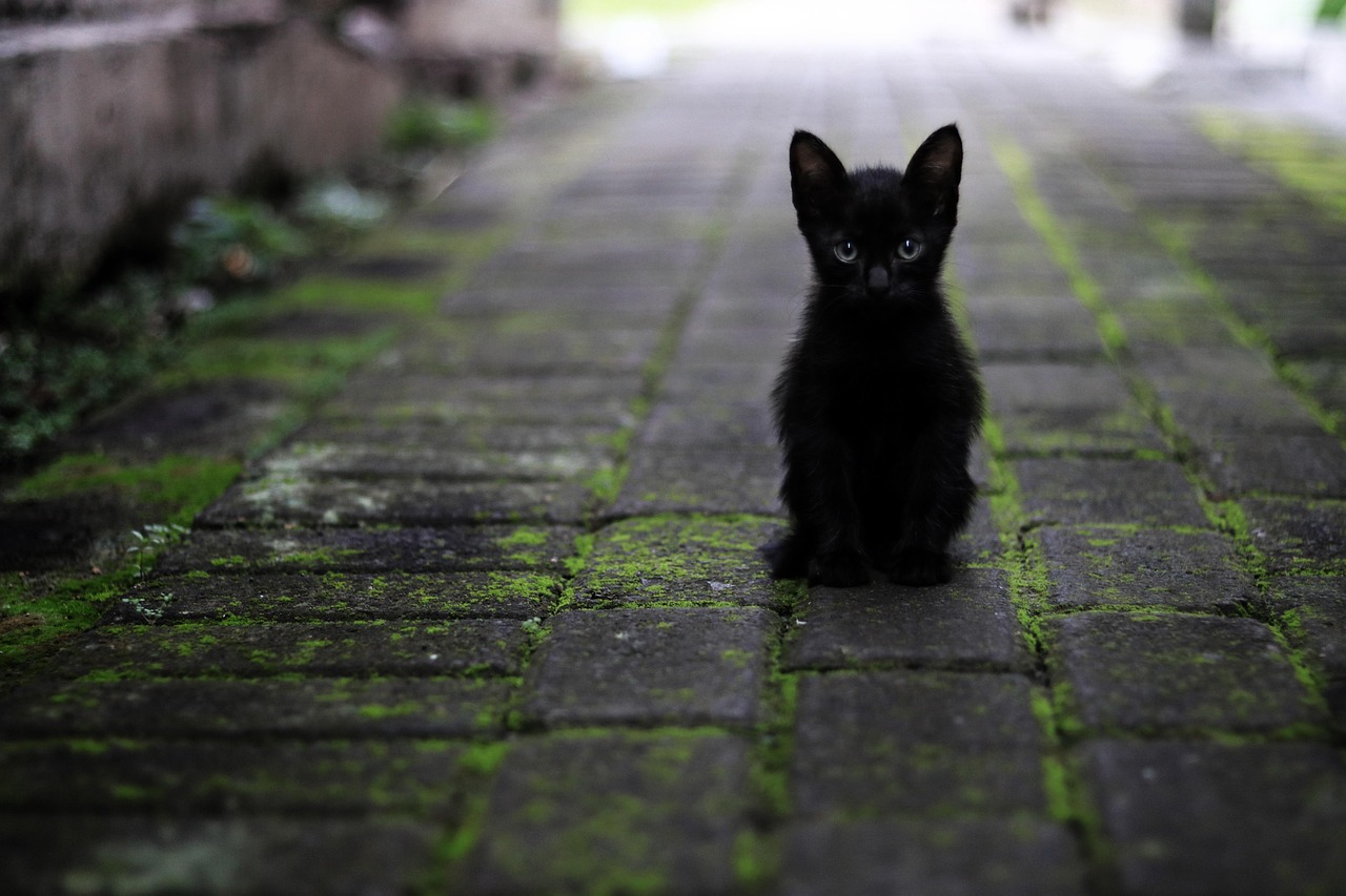 Meow OCR privacy cat