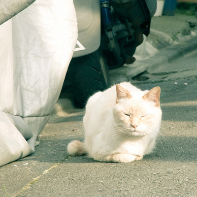 cat