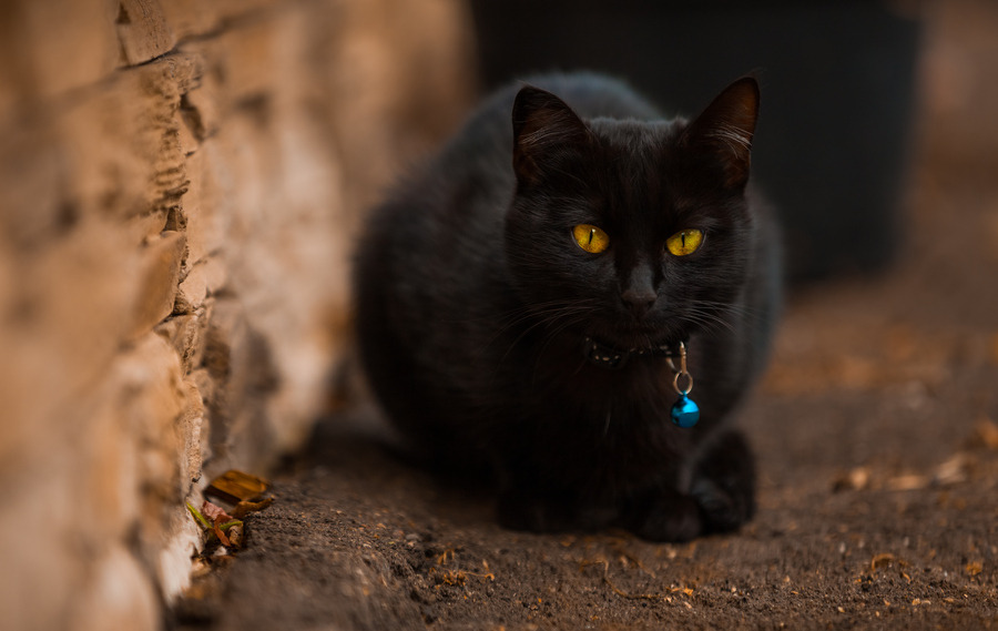 cat