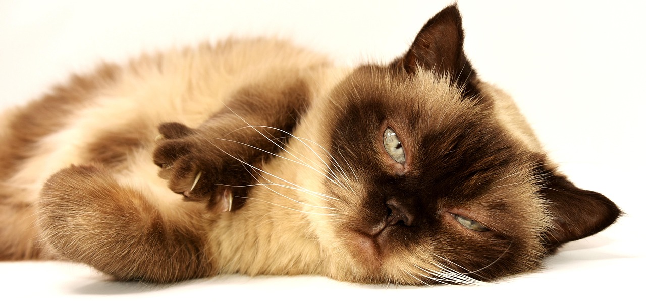 Meow OCR cat uploading a PDF for audiobook