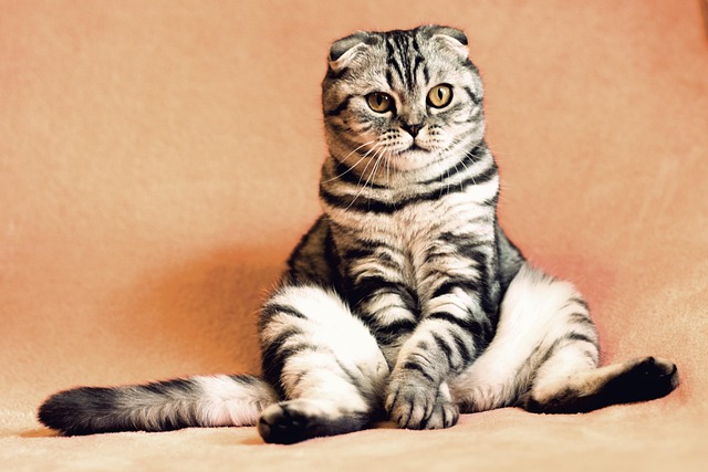 Meow OCR cat choosing a narrator voice