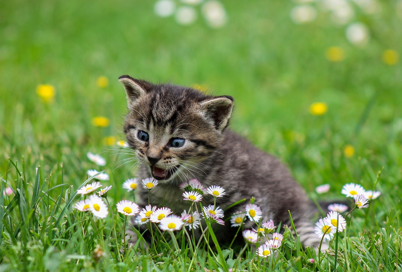 Meow OCR cat guide