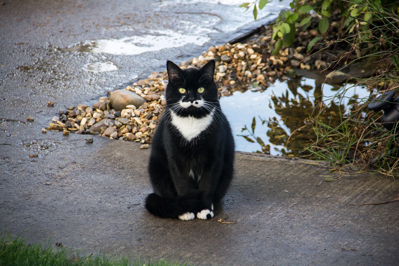 cat