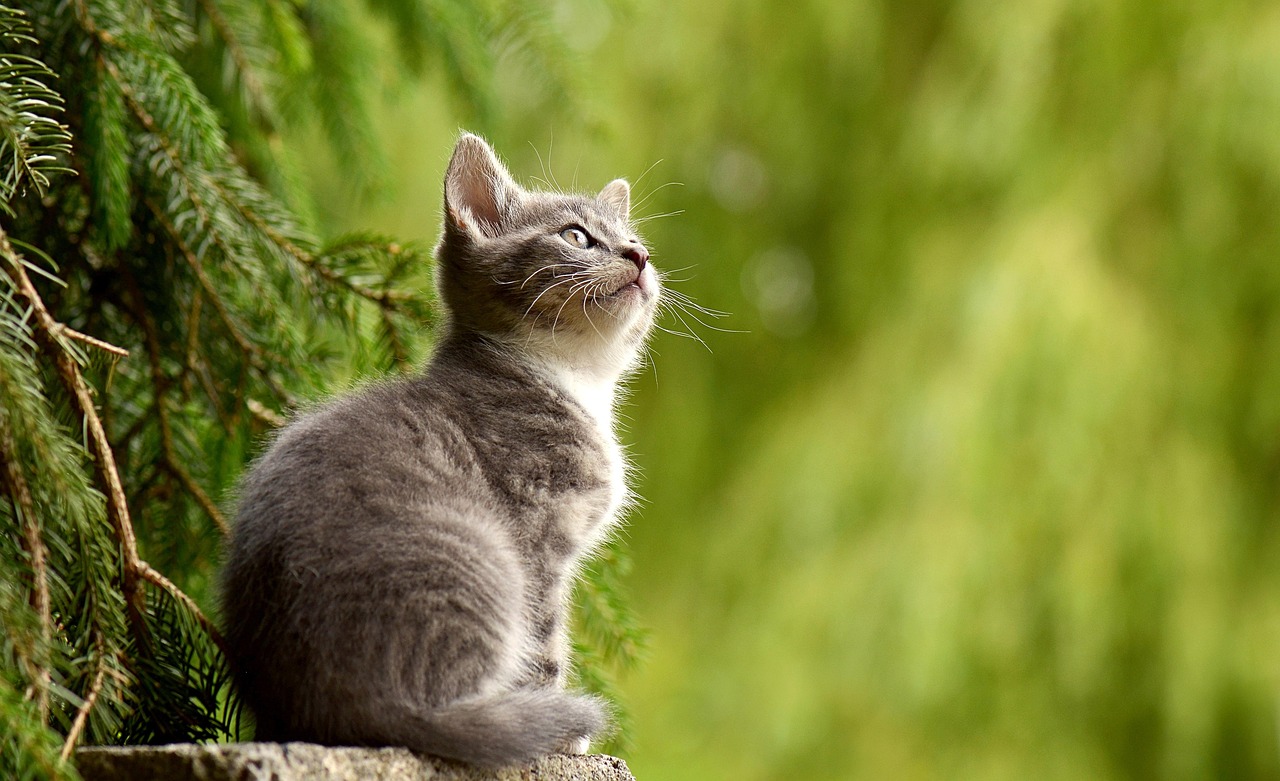 Meow OCR hero cat
