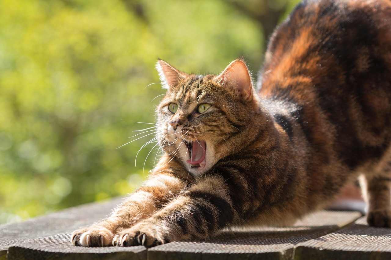cat
