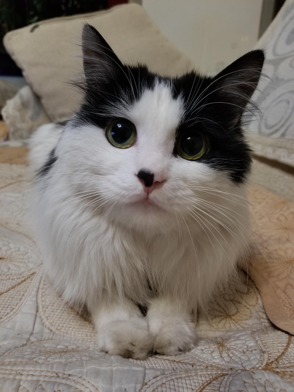 Whiskers the Cute