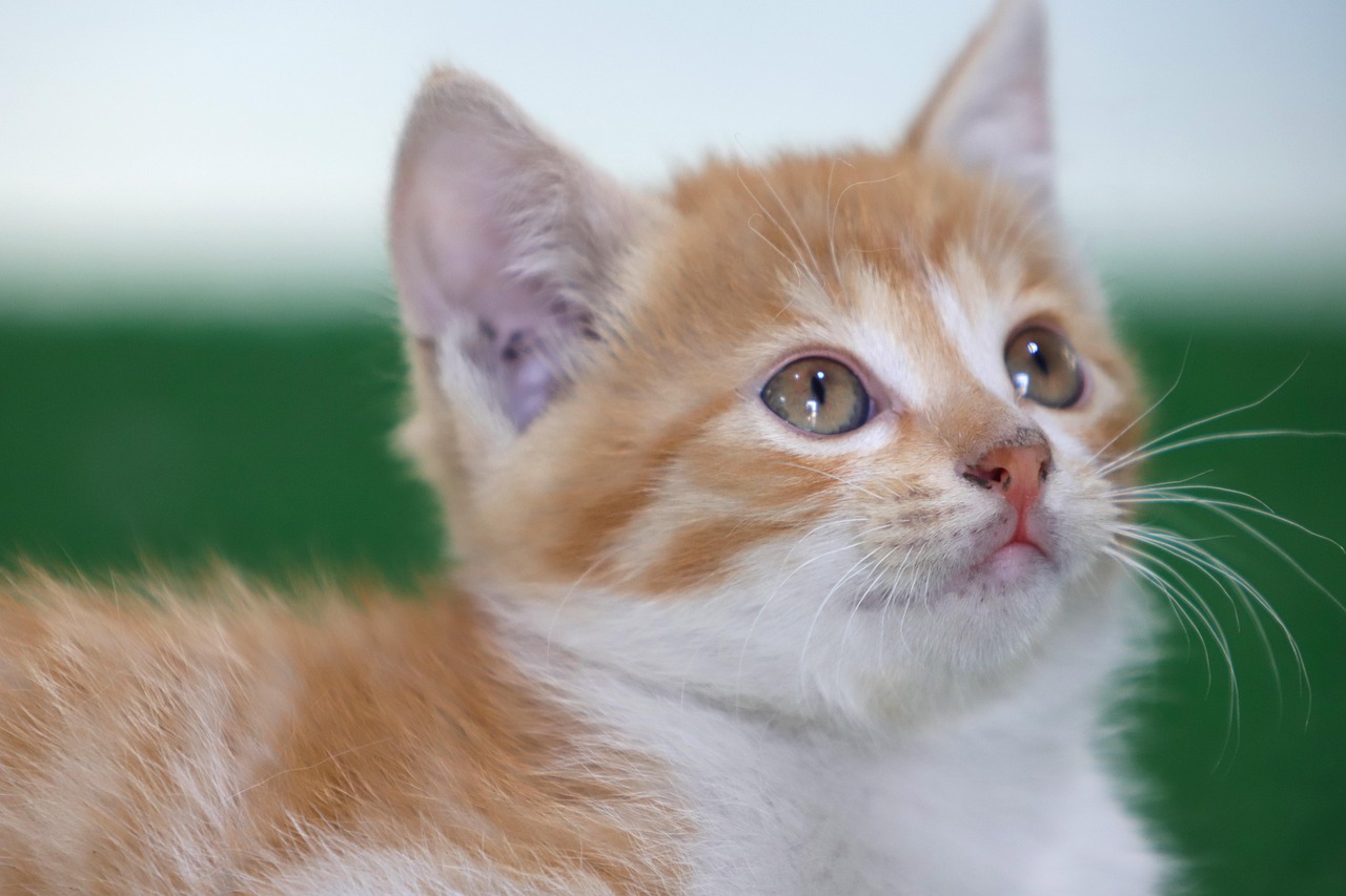 Meow OCR kitten