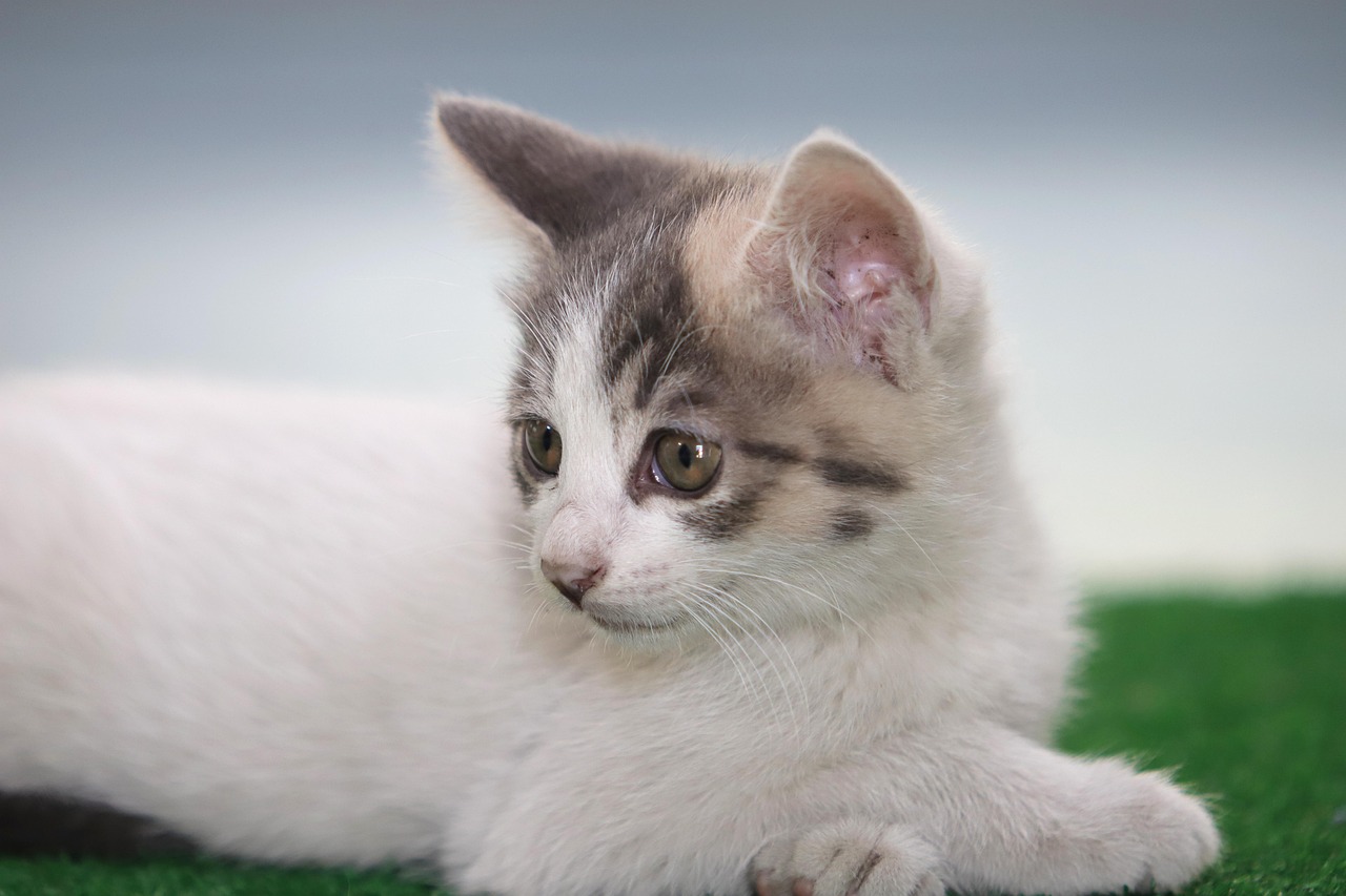 Meow OCR pet cat