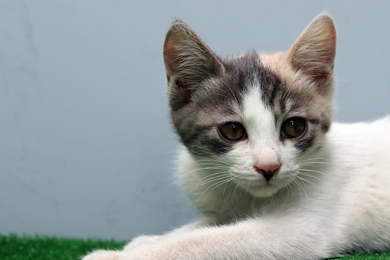 Meow OCR playful cat